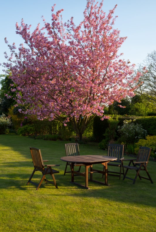 Virágzó cseresznyefa alatt felállított kerti asztal székekkel